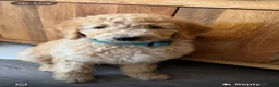 Goldendoodle dogs for sale: F1B Goldendoodles  in Norwich - Advert 8