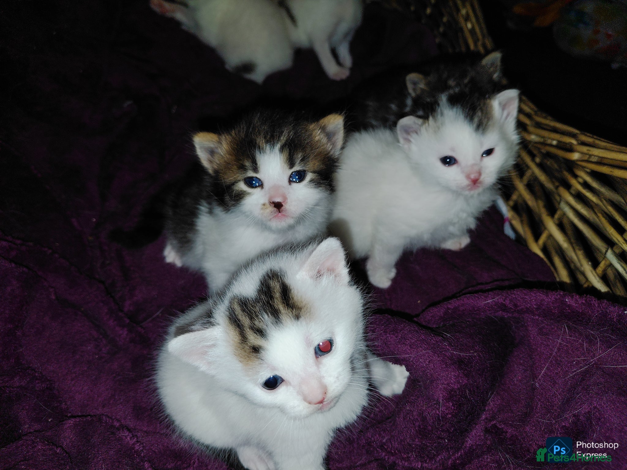 Mixed Breed cats mixed babies for sale  - Advert 22