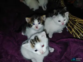 Mixed Breed cats mixed babies for sale - Advert 22