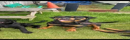 Rottweiler dogs for sale: Rottweiler pups - Advert 6