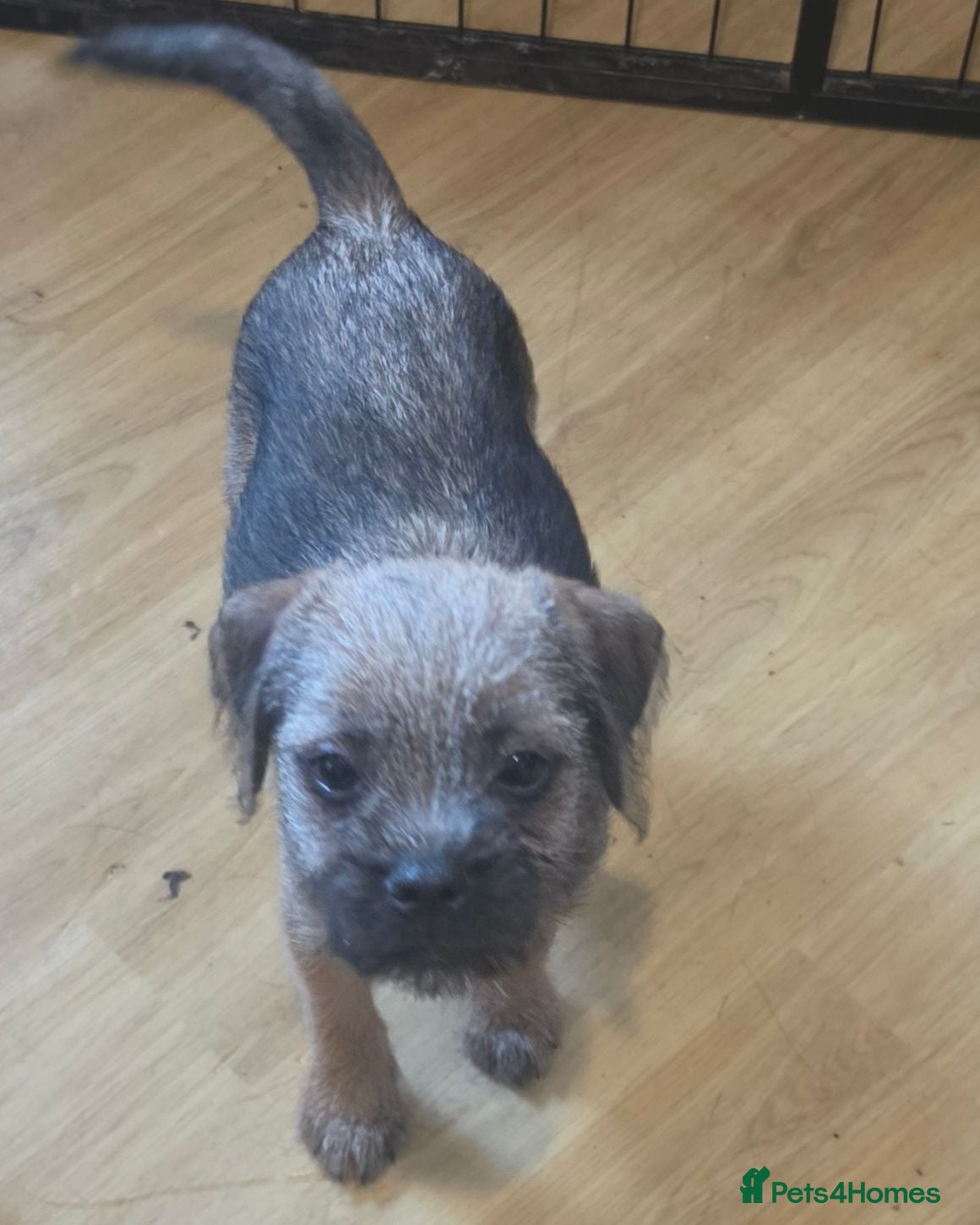 Border Terrier dogs KC Registered Border Terrier male  ready now  - Advert 1