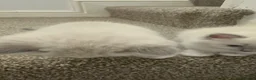 Ragdoll cats for sale: REDUCED!! FLUFFY LITTER OF 3 RAGDOLL KITTENS - Advert 4