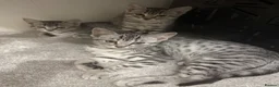 Egyptian Mau cats for sale: Egyptian Mau cutest kittens. Ready NOW - Advert 7