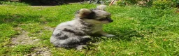 Chihuahua dogs for sale: Tiny tiny chihuahua girls  for sale  - Advert 15