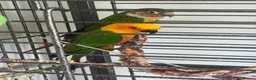 Conures birds for sale: Jenday and green cheek conures with cage  in Cannock - Advert 3