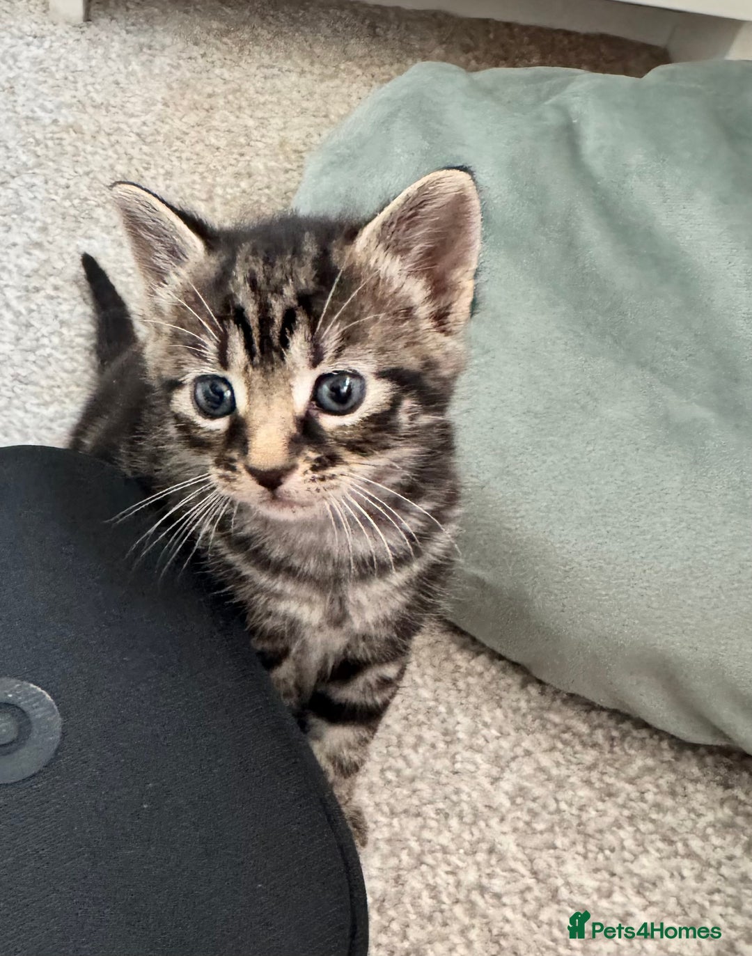 Mixed Breed cats for sale: Gorgeous Kittens ready to go in 2 weeks - Advert 23