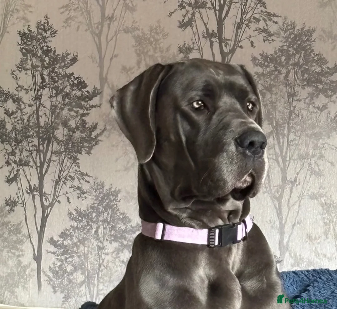 Great Dane dogs for sale: Waiting list - Advert 1