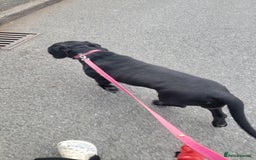 Mixed Breed dogs for sale:  Meet Leila, a 2-year-old mixed breed  - Advert 3