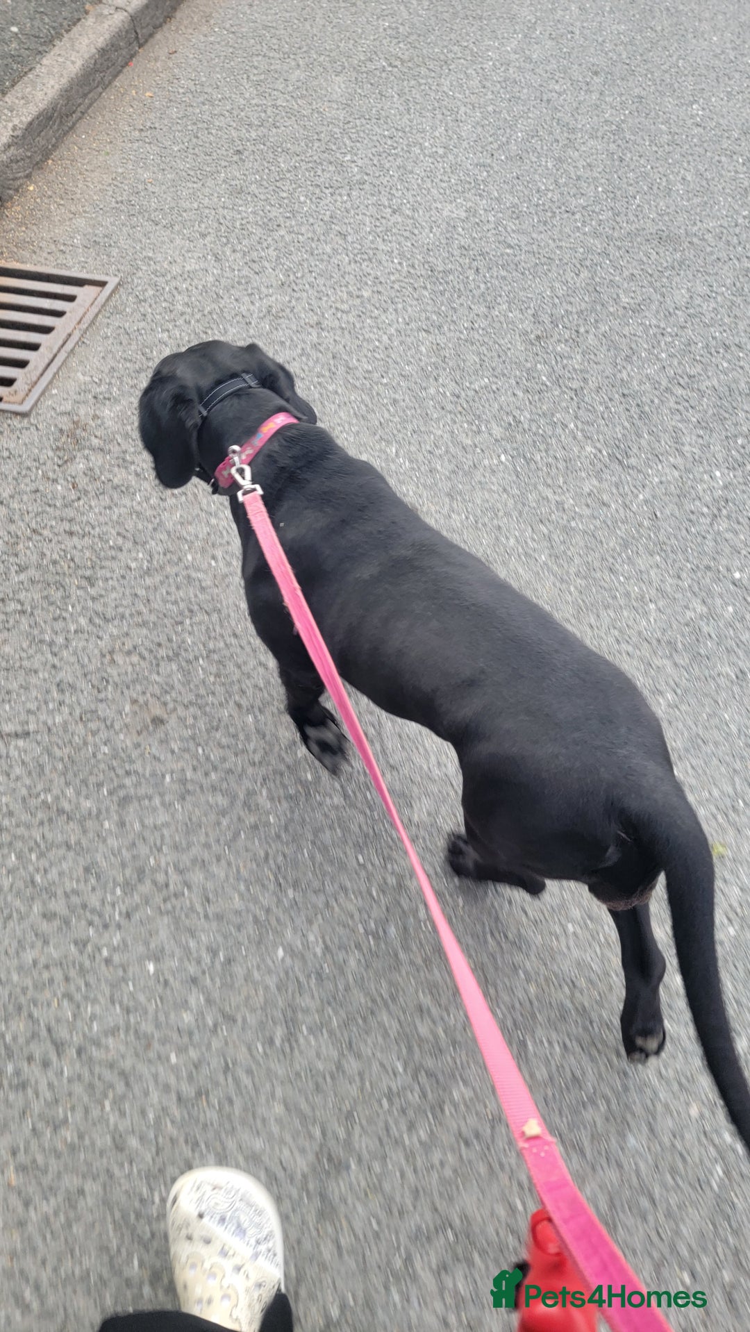 Mixed Breed dogs for sale:  Meet Leila, a 2-year-old mixed breed  - Advert 3