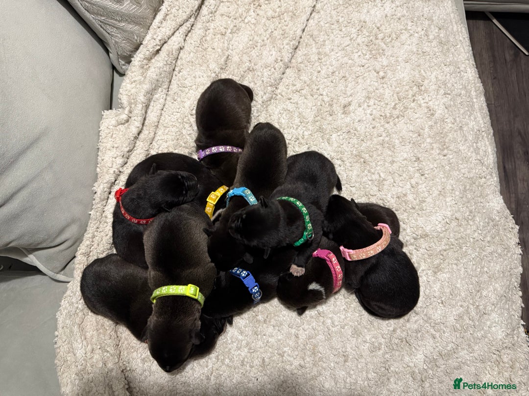 Mixed Breed dogs for sale: Cane corso mix Akita  - Image 1