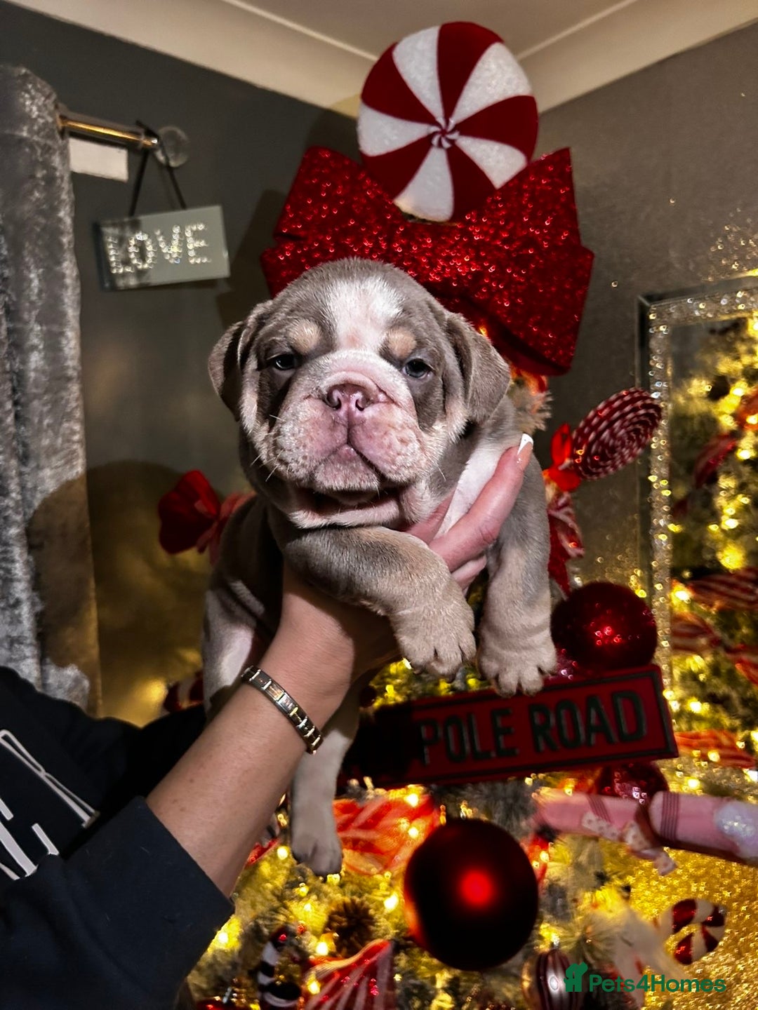 English Bulldog dogs for sale: English bulldogs - Advert 10