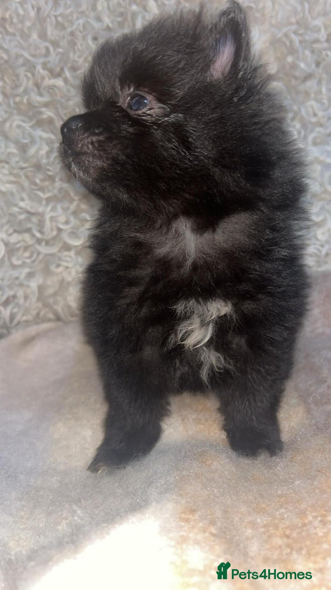 Pomeranian dogs for sale: Toy Pomeranian - Advert 9