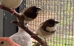 Finches birds for sale: Star finch, Bengalese, Gouldian,  zebra, Java spar - Advert 10