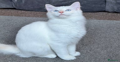 Ragdoll cats Last Boy Left - Lap Cat, Cuddly, Affectionate - Advert 4