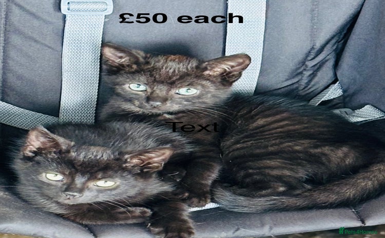Mixed Breed cats - Advert 5