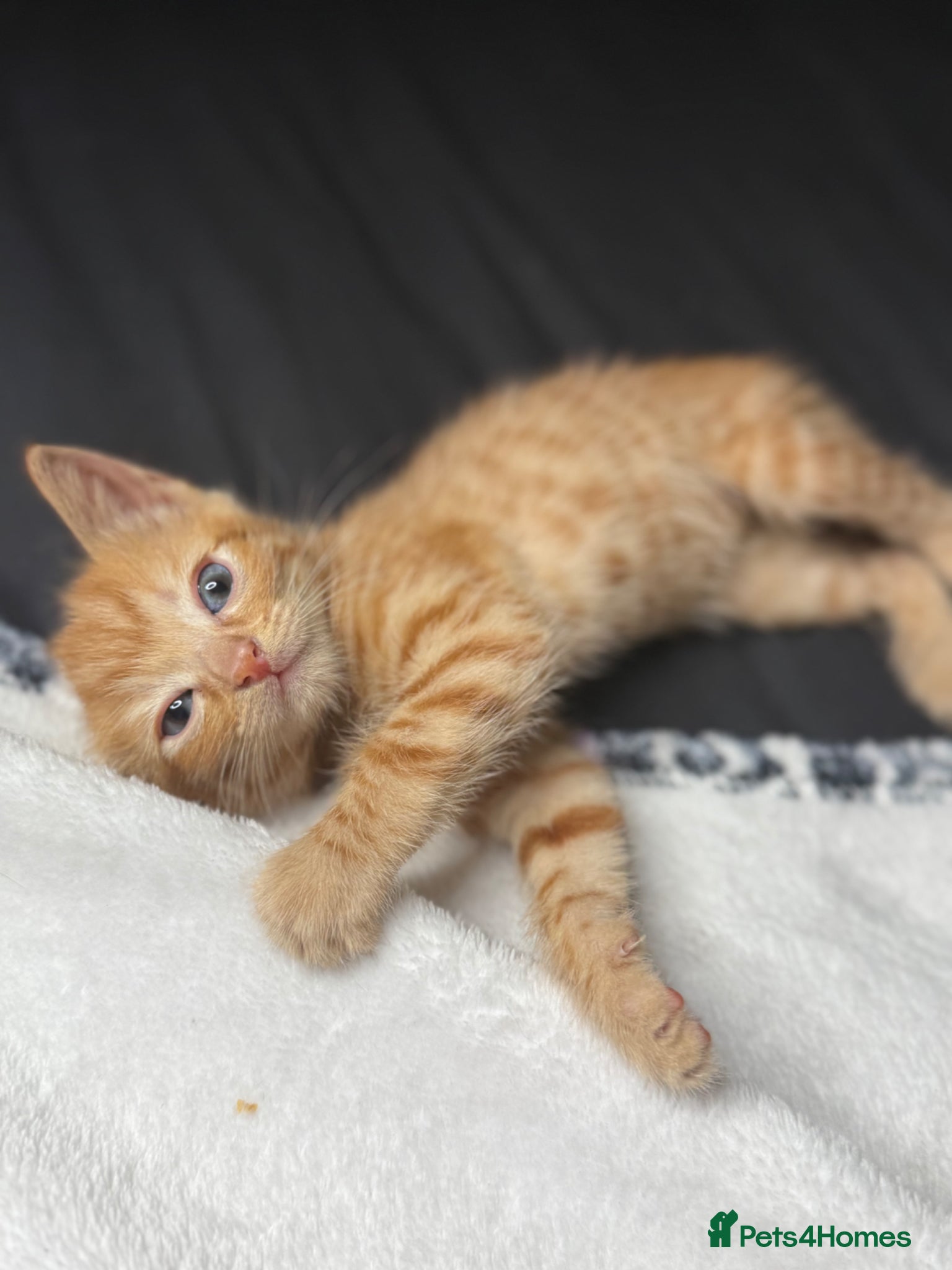 British Shorthair cats Adorable British shorthair kittens  - Advert 18