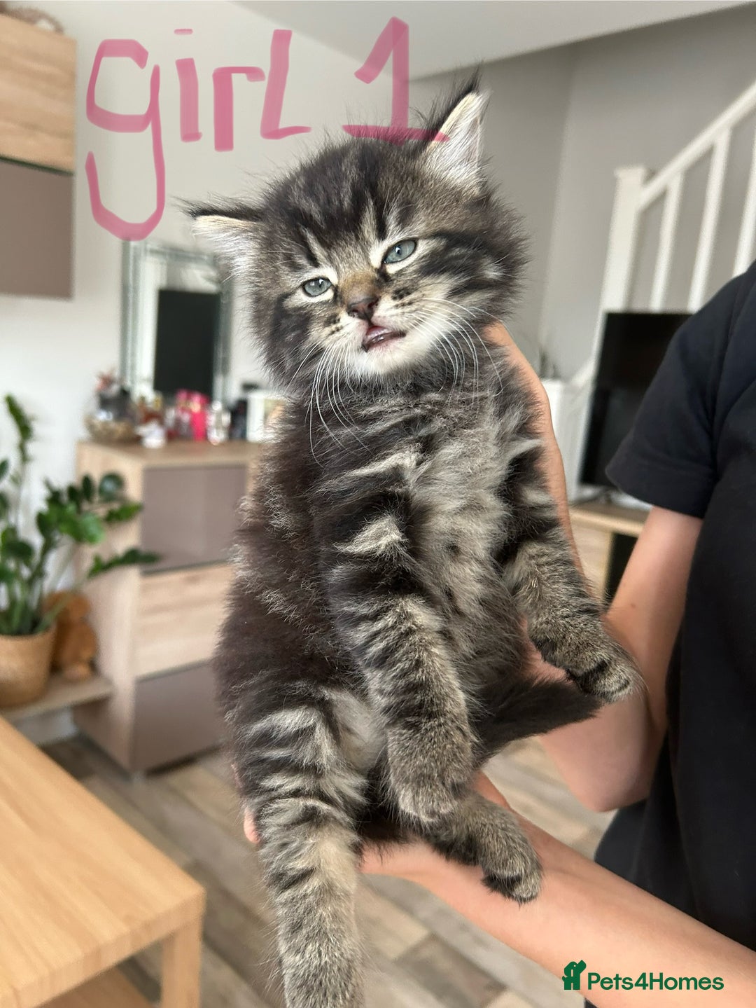 Norwegian Forest Cat cats for sale: 😸Kittens looking for a new family😸 - Image 2