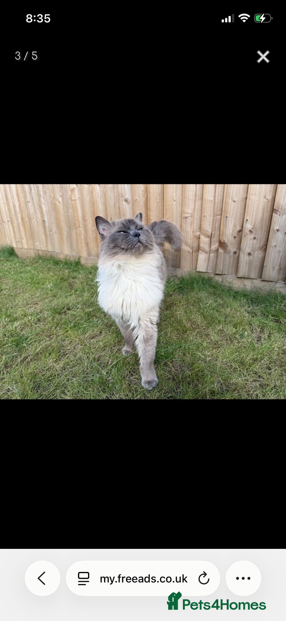 Ragdoll cats Male entire blue point ragdoll  - Advert 9