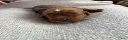 Cavapoo dogs for sale: Beautiful litter of Red F1 Cavapoo puppies - Advert 8