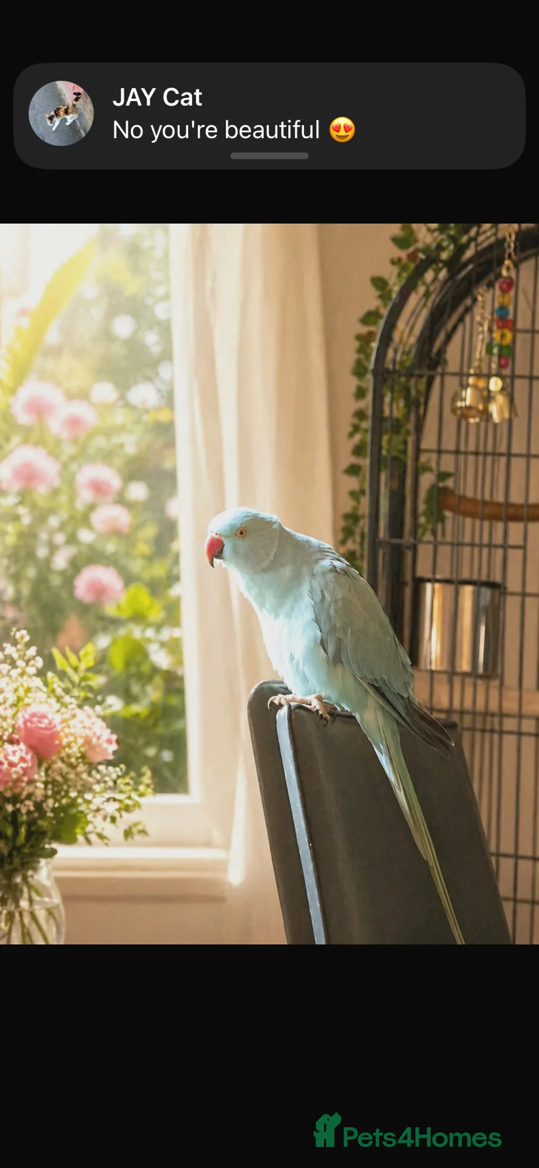 Parakeets birds for sale: Blue female parakeet  in Margate - Advert 2