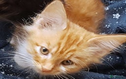 Mixed Breed cats for sale: Gorgeous adorable playful friendly kittens  - Image 14