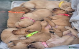 Labrador Retriever dogs for sale: Fox Red Labrador Puppies  - Image 6