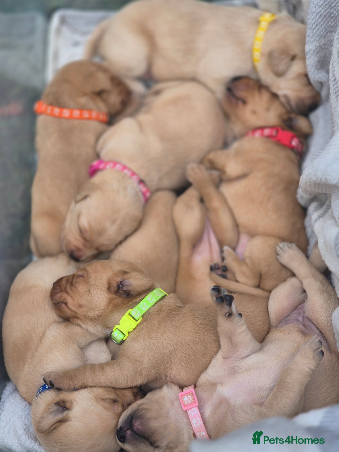 Labrador Retriever dogs for sale: Fox Red Labrador Puppies  - Image 6