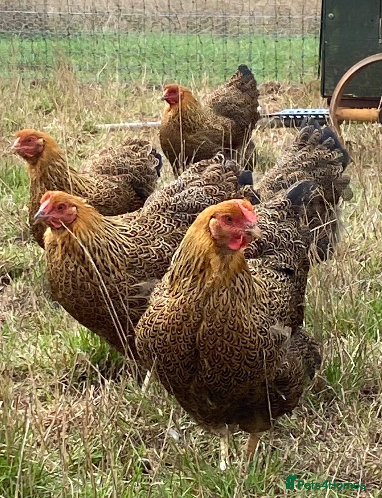 Chickens poultry Wyandotte POL - Advert 1