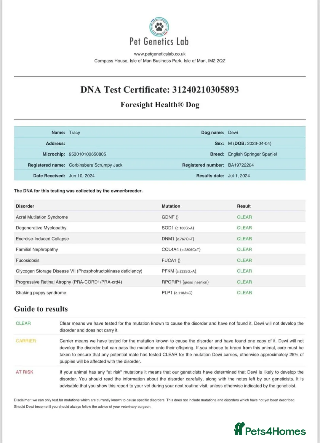 English Springer Spaniel dogs for stud: At Stud - FTW Springer Spaniel  in Warminster - Advert 12