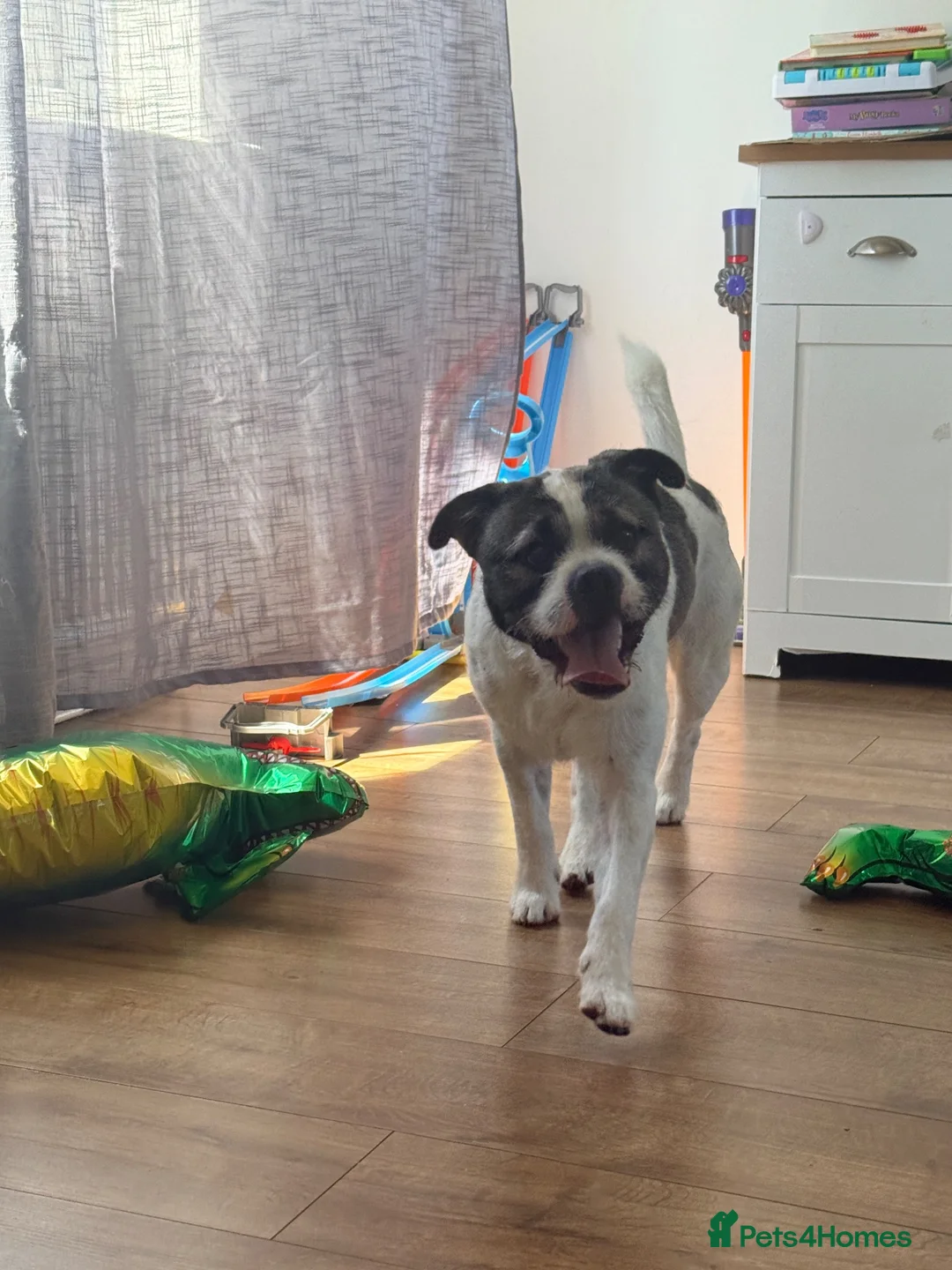 Mixed Breed dogs for sale: Max is looking for his forever home  - Advert 7