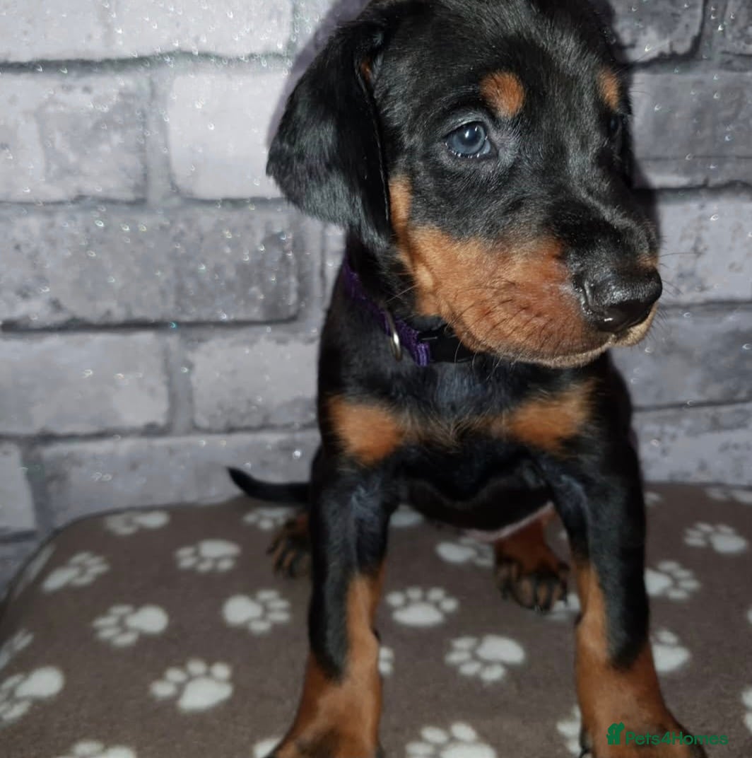 Dobermann dogs ⭐️⭐️⭐️⭐️⭐️ KC Reg European Dobermann puppies - Advert 2