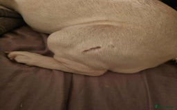 French Bulldog dogs for sale: Blanco ❤️ lovely boy looking for new home 😇 - Image 4