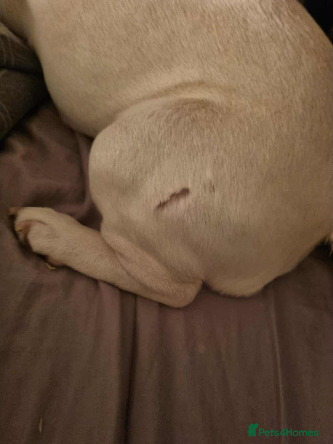 French Bulldog dogs for sale: Blanco ❤️ lovely boy looking for new home 😇 - Image 4