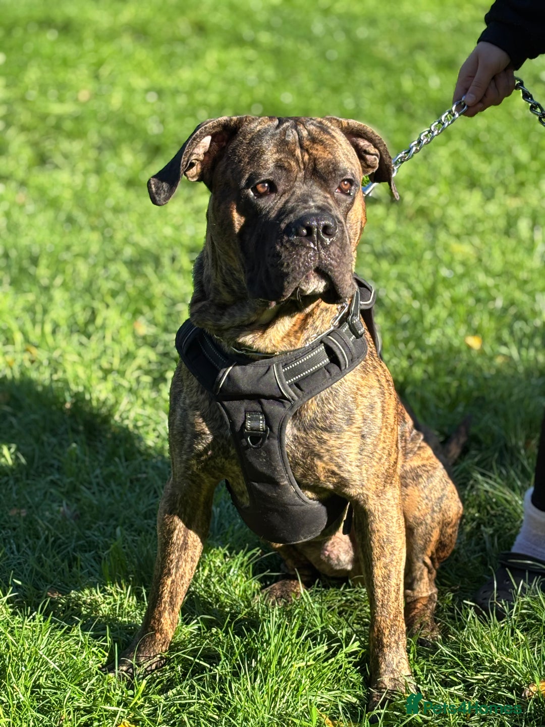 Cane Corso dogs for sale: Cane corso - Image 2