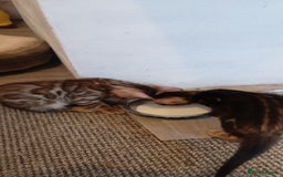 Bengal cats for sale: Pedigree Bengal Kittens - Image 15