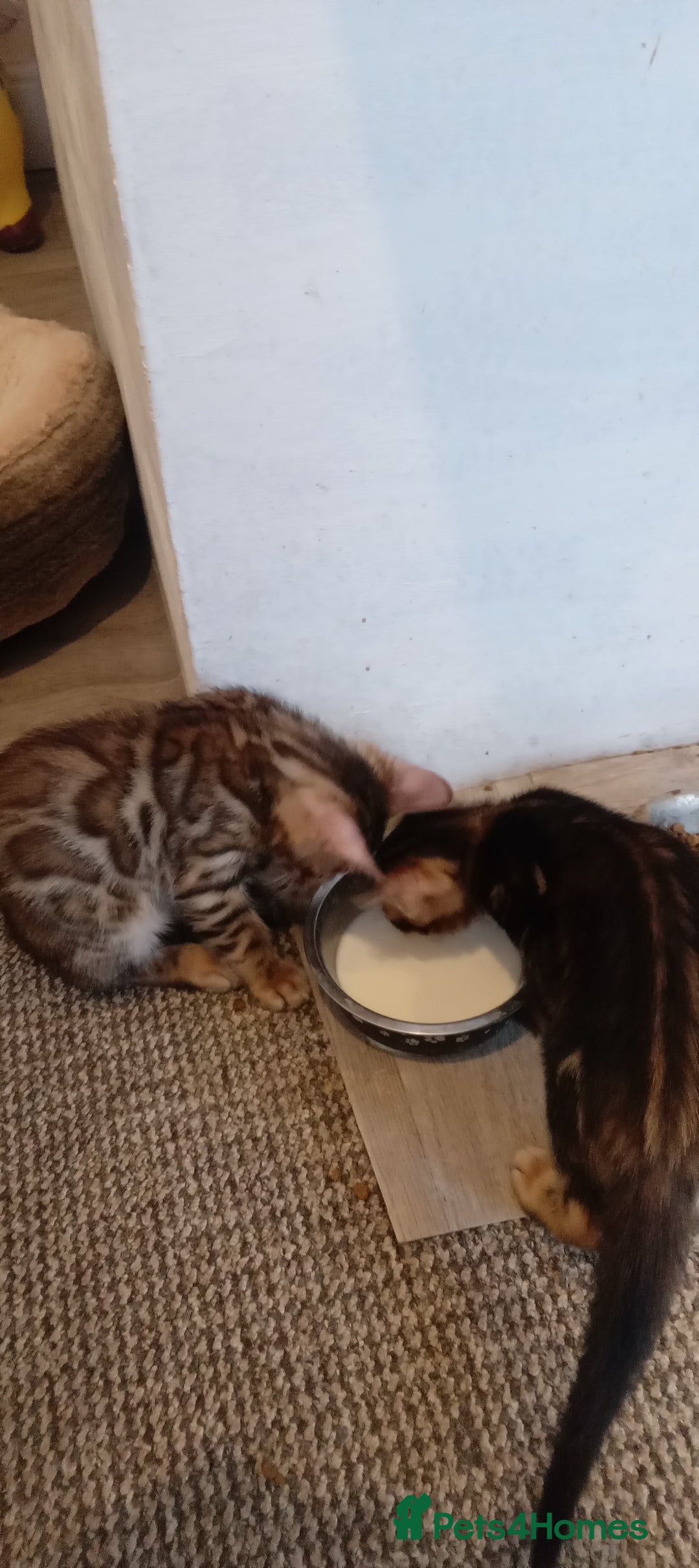 Bengal cats for sale: Pedigree Bengal Kittens - Image 15
