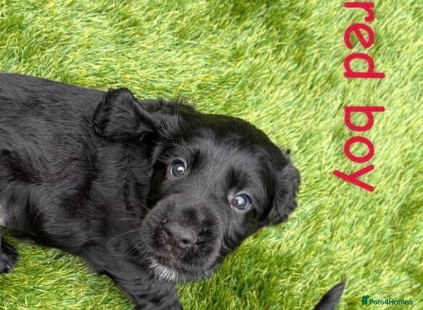 Cocker Spaniel dogs Working KC Registered Cocker Spaniel Pups. - Advert 2