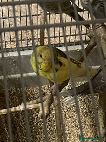 Budgerigars birds - Advert 7