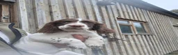 English Springer Spaniel dogs for sale: English springer spaniel puppies - Advert 4