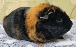 Guinea Pig rodents for sale: Pairs of Sows - Happy, Healthy, Friendly Sows - Image 8