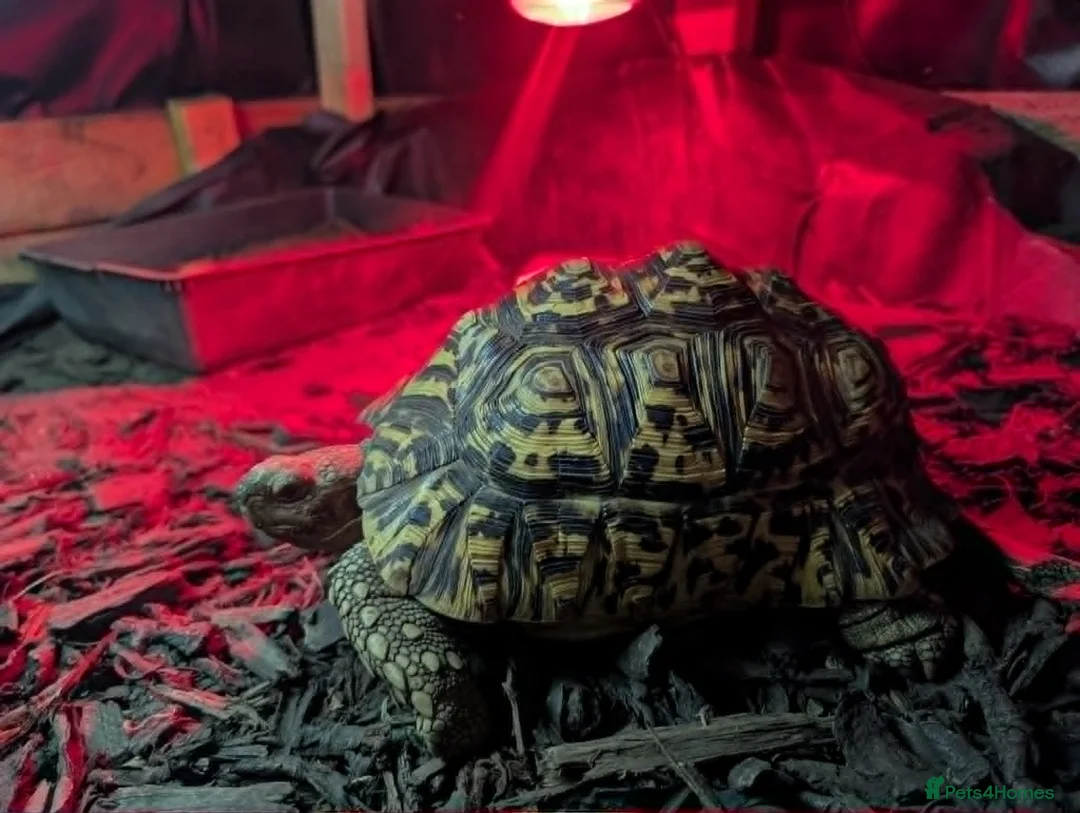 Tortoise reptiles for sale: Leopard Tortoise – Experienced Home Only in Bedford - Advert 2