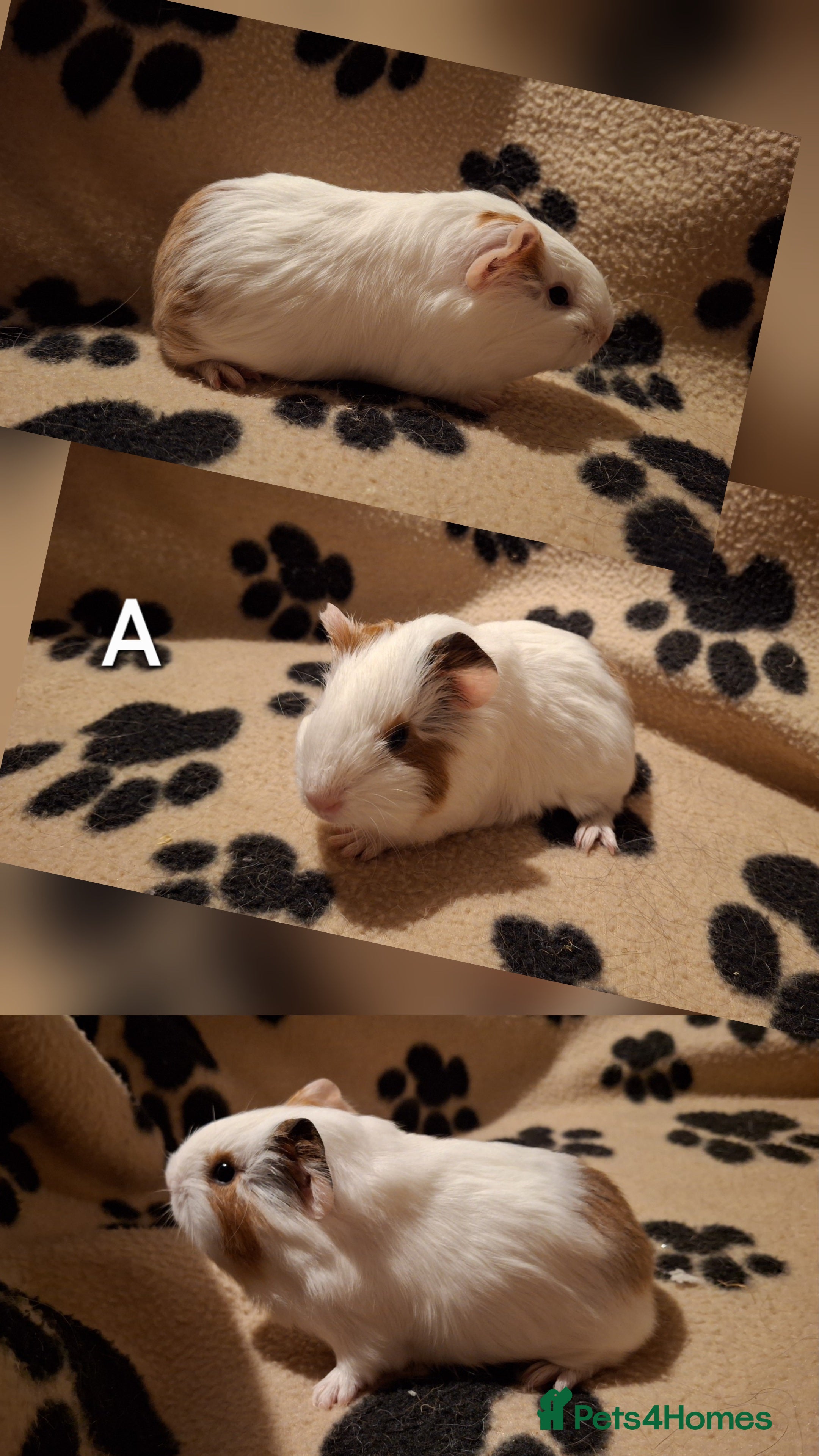 Guinea Pig rodents Super cute baby guineas seeking new homes 🏡  - Advert 5