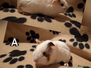 Guinea Pig rodents Super cute baby guineas seeking new homes 🏡 - Advert 2