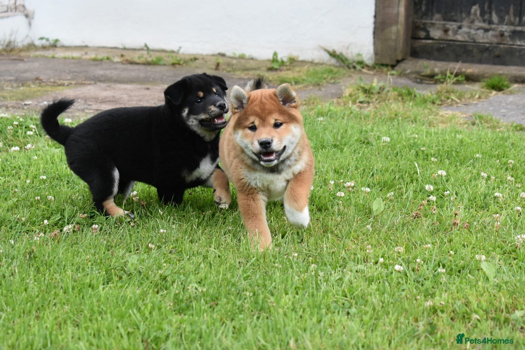 Japanese Shiba Inu dogs for sale: Japanese Shiba Inu Puppy 1 - 🏆 Bloodline health tested Shiba Inu Puppies  - Image 6