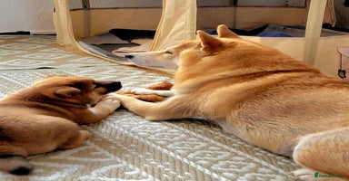 Japanese Shiba Inu dogs - Advert 7