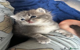 Perdoll cats for sale: FLUFFY PERDOLL KITTENS - Image 13