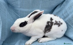 Rex rabbits for sale: Adult and babies  - Image 9