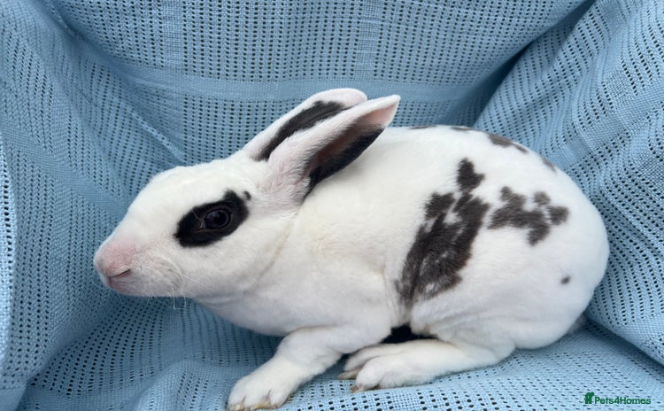 Rex rabbits - Advert 15