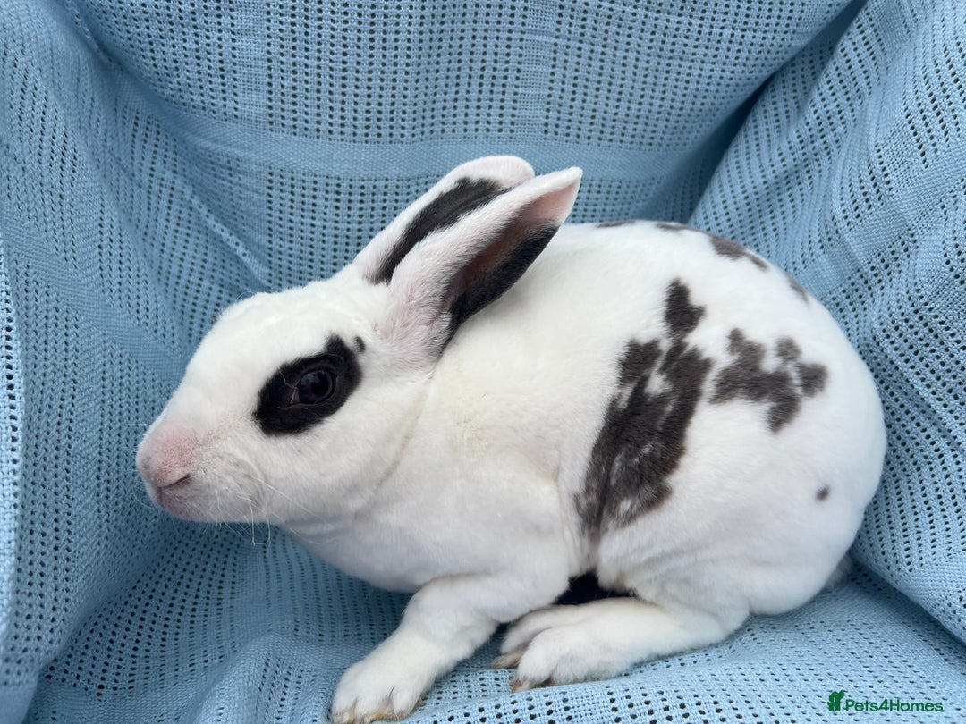 Rex rabbits for sale: Adult and babies  - Image 9