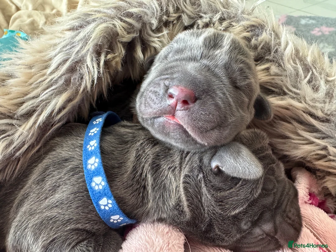 Neapolitan Mastiff dogs for sale: Neapolitan mastiff puppies 1 girl grey/1 boy grey  - Advert 2